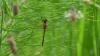 Sympetrum sp.